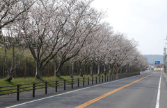 桜の記念植樹